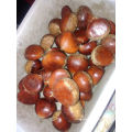 Fresh Chestnut New Crop 2016